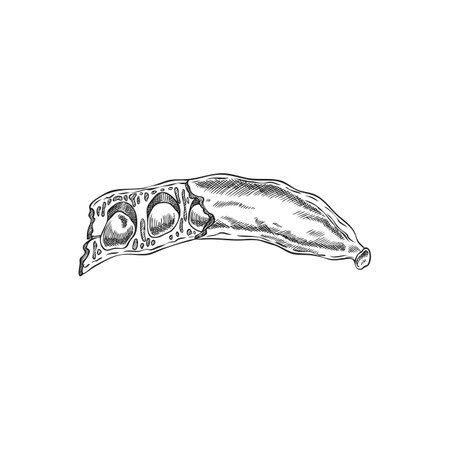 Vector black and white sketch of carob pod with seeds, hand drawn illustration.のイラスト素材