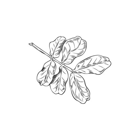Moringa oleifera leaves ink sketch, tropical cultivated plant, garden tree foliage, vector hand drawn botanical designのイラスト素材