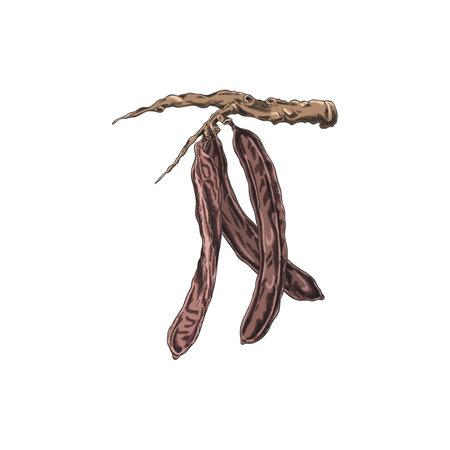Vintage watercolor sketch of carob branch with pods, hand drawn vector illustration.のイラスト素材