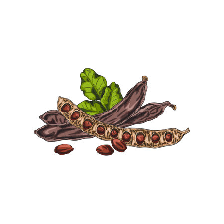 Vector illustration of watercolor sketch of carob fruit, pods, leaves and seeds.のイラスト素材
