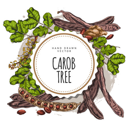 Carob tree bean pods, flowers and leaves, seeds and powder sweetener plant product sketch, hand drawn vector round labelのイラスト素材