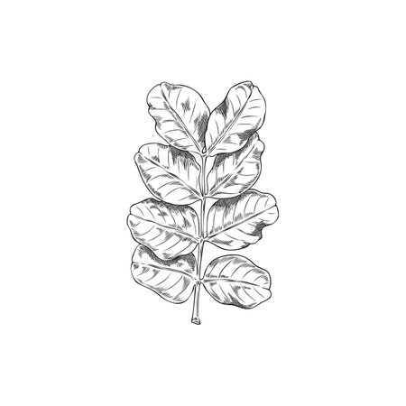 Moringa oleifera leaves vector ink sketch, tropical cultivated plant, Asian herb, engraved hand drawn botanical designのイラスト素材