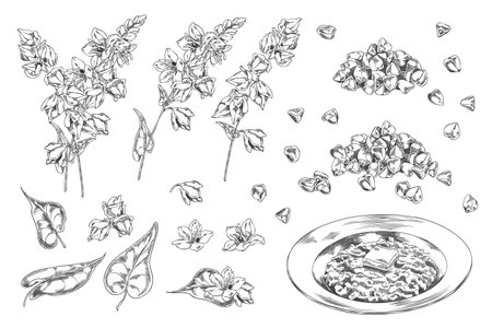 Set of Monochrome Sketch with Branches, Leaves, Flowers, Buckwheat Grains and Porridge Plate.のイラスト素材