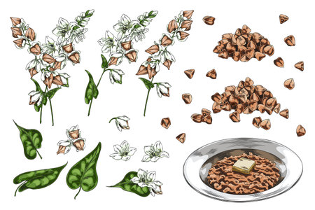 Buckwheat branch with flowers, leaves and seeds sketch vector set, hand drawn cereal crop, groats heap and porridge dishのイラスト素材