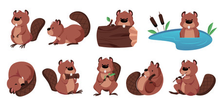 Vector set of cute beavers in different poses, sitting, sleeping, gnawing, swimming.のイラスト素材