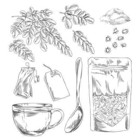 Moringa oleifera products engraved hand drawn vector set, leaves, seeds and powder, Asian superfood in package, tea bagのイラスト素材