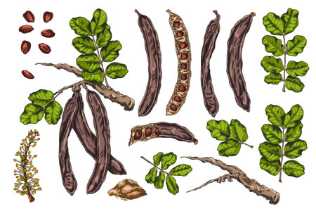 Set of color sketch elements of carob tree: branches, leaves, flowers, pods, seeds and powder.のイラスト素材