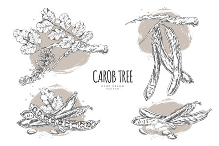 Vector poster with sketches of carob tree branches, seeds, leaves, pods, powder in black and white.のイラスト素材
