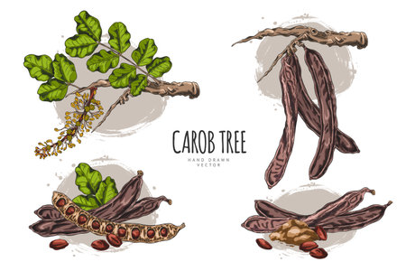 Poster sketch with set of branches with leaves, flowers, pods, powder and seeds of carob tree.のイラスト素材