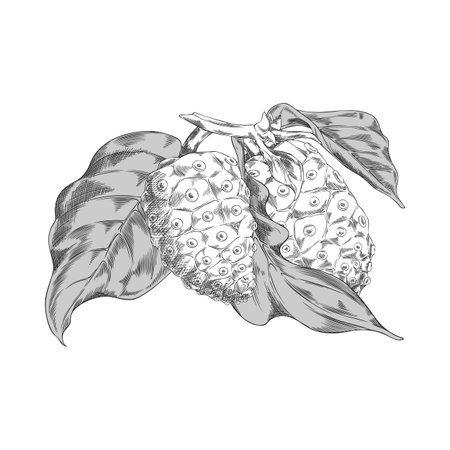 Black and white vector illustration of noni fruit on a branch with leaves. Engraved hand sketch.のイラスト素材