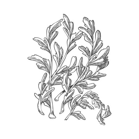 Branch with leaves of Peruvian maca plant, monochromatic hand drawn illustration.のイラスト素材