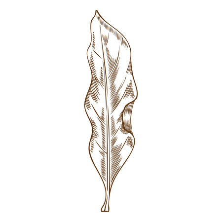 Laurel plant leaf engraved sketch, vector hand drawn fragrant herbal tea or condiment foliage, mulled wine ingredientのイラスト素材