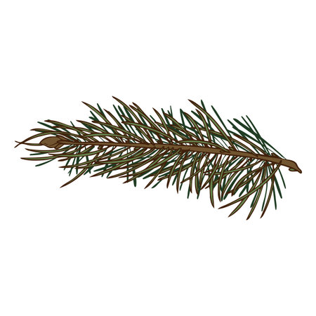 Pine tree branch sketch, vector hand drawn fir plant, cedar twig, Christmas wood, coniferous forest fragrance, spruceのイラスト素材