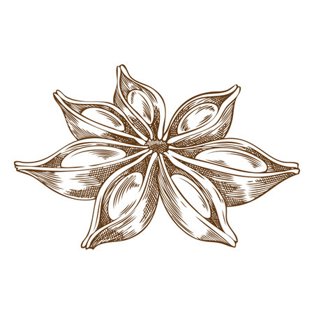 Anise star sketch icon, vector engraved hand drawn aromatic spice plant, dry flavor condiment, mulled wine ingredientのイラスト素材