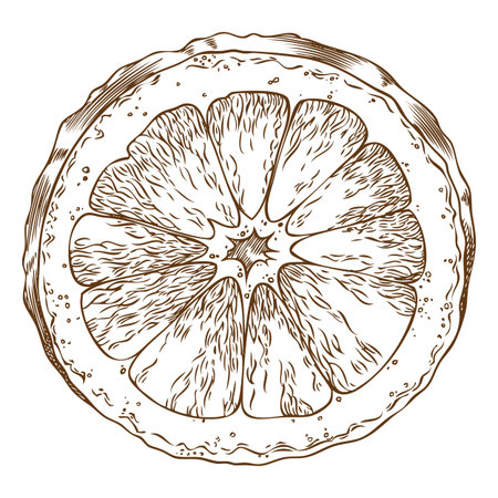 Half of orange in monochrome line sketch with texture, hand drawn.のイラスト素材