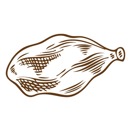 Cardamom, monochrome hand drawn vector illustration.のイラスト素材