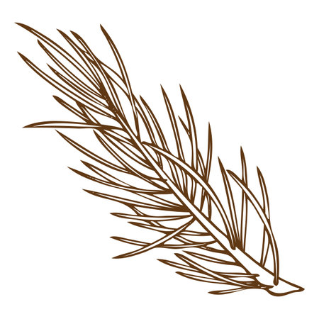 Vector monochrome illustration of spruce branch, hand sketch.のイラスト素材