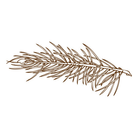 Monochrome icon of pine tree branch, engraved vintage hand sketch.のイラスト素材