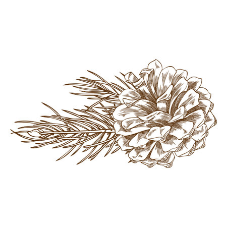 Monochrome sketch of pine branch with cone, hand drawn.のイラスト素材