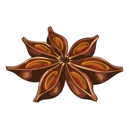 Anise star sketch vector icon, hand drawn aromatic spice plant, dry flavor condiment, mulled wine ingredientのイラスト素材