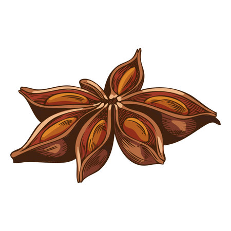 Anise star sketch, aromatic spice plant, dry flavor condiment, mulled wine ingredient vector hand drawn illustrationのイラスト素材