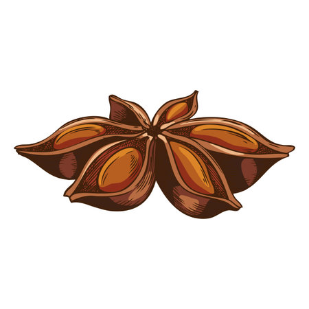 Hand drawn watercolor illustration of star anise. Icon.のイラスト素材