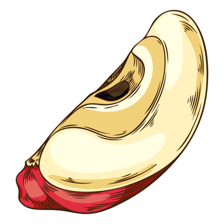 Vector colored sketch of apple slice with hand drawn outline.のイラスト素材