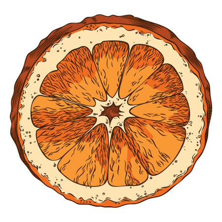 Orange slice sketch, vector hand drawn sweet ripe citrus fruit cut, organic juicy snack, tangerine natural fragranceのイラスト素材