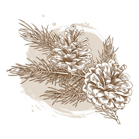 Vector sketch of pine branch with two cones, monochrome hand drawn illustration.のイラスト素材
