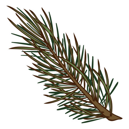 Watercolor hand drawn illustration of pine tree branch.のイラスト素材