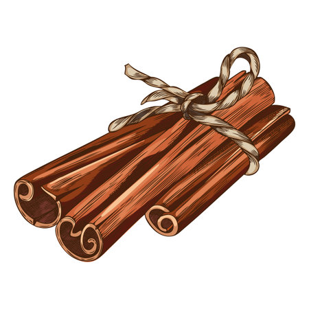 Vector, watercolor sketch of cinnamon stick tied with a rope.のイラスト素材