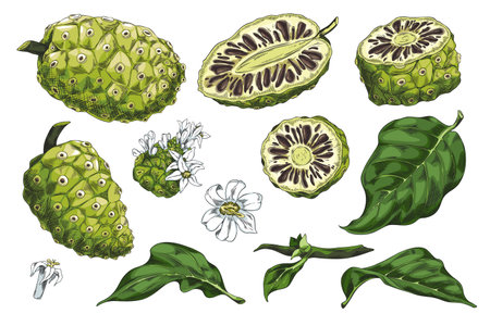 Noni vector icon set: whole, sliced, leaves and flowers. Hand drawn watercolor illustration.のイラスト素材