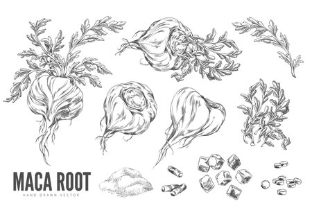 Maca roots with leaves, supplement tablets and powder product ink sketch vector set, engraved hand drawn tuber superfoodのイラスト素材