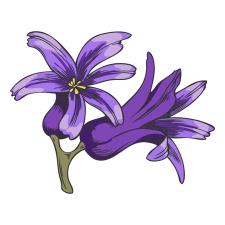 Opened hyacinth flowers, purple, hand-drawn watercolor illustration.のイラスト素材