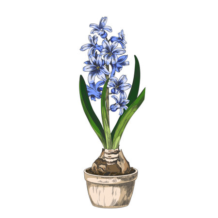 Watercolor sketch of a potted hyacinth with blue flowers, stem, and leaves, hand-drawn outline.のイラスト素材