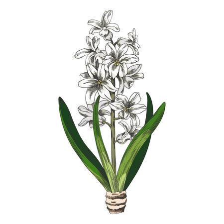 White hyacinth flowers on a stem with leaves and bulb, hand-drawn watercolor sketch.のイラスト素材