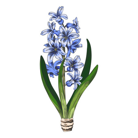 Hyacinth sketch with blue flowers, stem, leaves, and bulb, hand-drawn watercolor vintage style.のイラスト素材