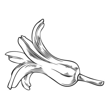 Black and white sketch of a hyacinth flower, vintage hand engraving.のイラスト素材