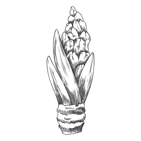 Black and white sketch of hyacinth buds with leaves and roots, vintage engraving.のイラスト素材
