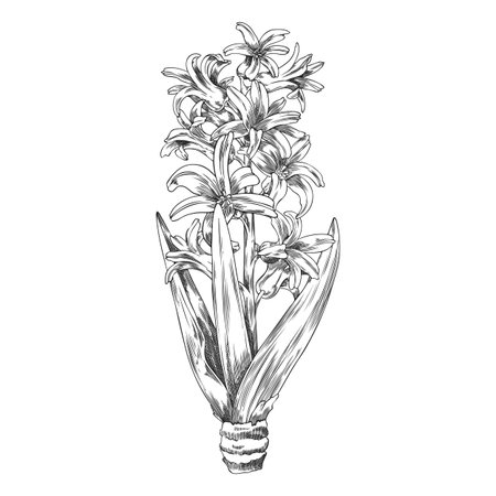 Sketch of a hyacinth plant with flowers, leaves, and roots, vintage outline style.のイラスト素材