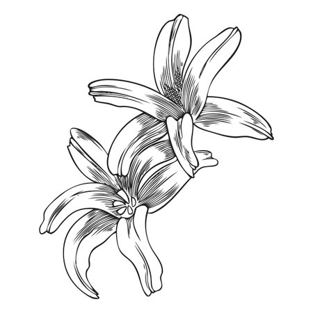 Open hyacinth flower buds, black and white hand-drawn outline sketch.のイラスト素材