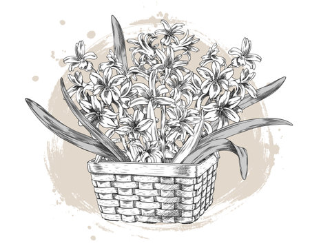 Hyacinth flowers with leaves in a wicker basket engraved sketch, vector hand drawn vintage spring blossom bouquetのイラスト素材