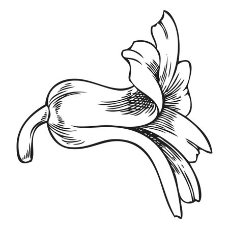 Hyacinth flower engraved sketch, hand drawn spring blossom plant, bud blooming herb ink style, botanical vector designのイラスト素材