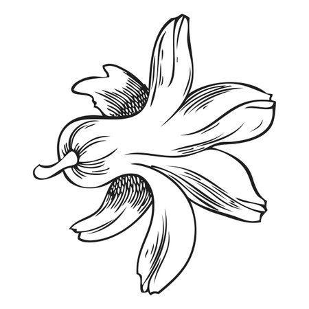 Hyacinth flower bud engraved sketch, hand drawn spring blossom plant, blooming herb ink style, botanical vector designのイラスト素材