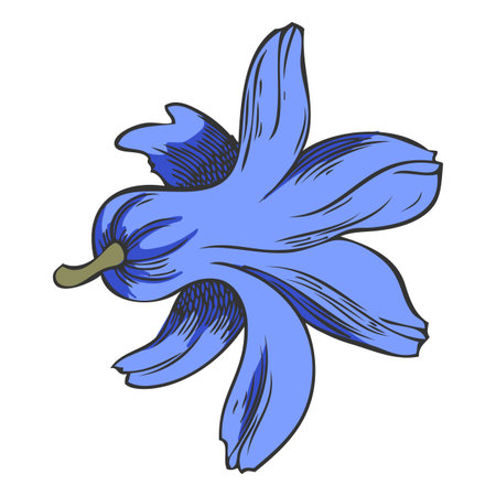 Hyacinth blue flower vector sketch, hand drawn spring bell-shaped bud blossom plant, bloom herb, botanical color designのイラスト素材