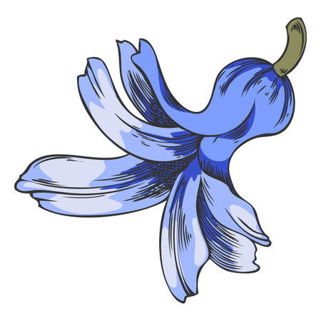 Hyacinth flower bud, blue, hand-drawn, watercolor, isolated background.のイラスト素材