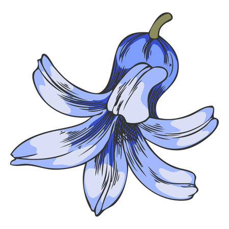 Hyacinth blue flower sketch, vector hand drawn spring bell-shaped bud blossom plant, blooming herb, botanical designのイラスト素材