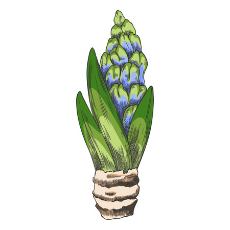 Watercolor sketch of a hyacinth sprout with shoots, buds, and bulb.のイラスト素材