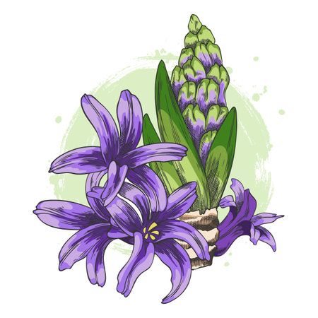 Purple hyacinth flowers with buds, leaves, and bulb on a green round background.のイラスト素材