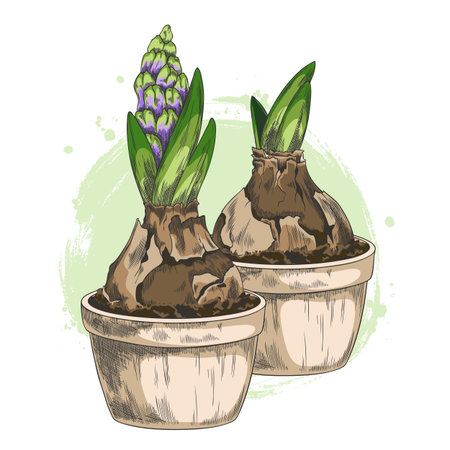 Hyacinth flower with leaves grows from bulb in the pot with soil vector sketch, hand drawn blue spring blossom plantのイラスト素材